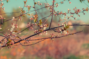 Beautiful blooming cherry close-up.