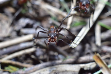 close-up of an ant in a forest anthill