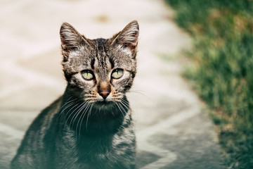 Joli chaton tigré dans le jardin