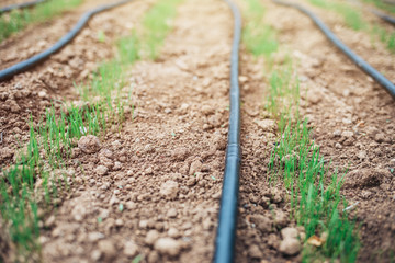 grass seeds begin to grow on new soil in the garden. The drip irrigation hose lies on the ground.
