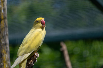 yellow and green parrot
