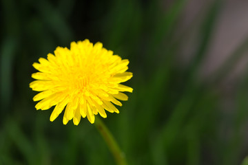 mniszek lekarski, mniszek pospolity, Taraxacum officinale, w czasie kwitnienia wiosną, pojedynczy żółty kwiat,  - obrazy, fototapety, plakaty