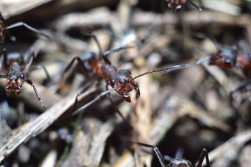 close-up of an ant in a forest anthill