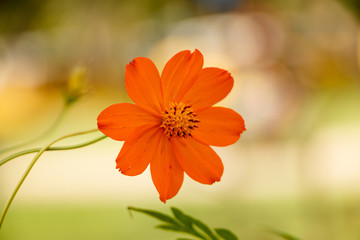 orange flowers in south american winter