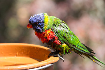 Colorful parrot portrait. Parrot in the zoo. Canaries Islanda
