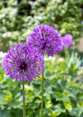 Allium violet round flowers on a garden background.