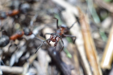 close-up of an ant in a forest anthill