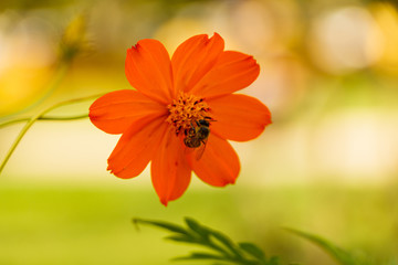 orange flowers in south american winter