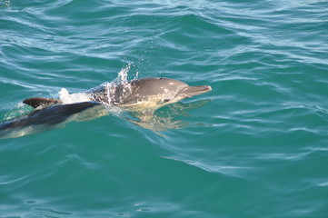 One dolphin swimming in the indian ocean