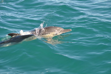 Fototapeta premium One dolphin swimming in the indian ocean