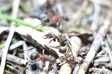 close-up of an ant in a forest anthill
