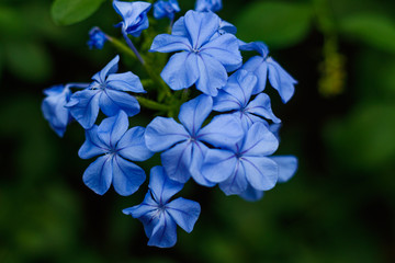 lilac flowers in South American winter