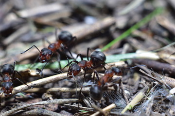 close-up of an ant in a forest anthill