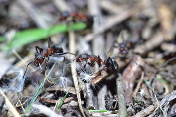 close-up of an ant in a forest anthill