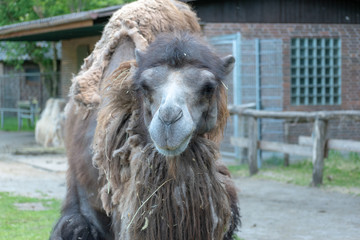 portrait of a camel in the zoo