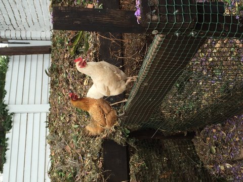 Chickens Perching On Fence Against Wall