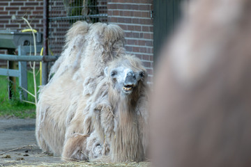 portrait of a camel in the zoo