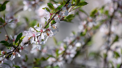 Obraz premium Flowering tree branch. Close-up. Sunny weather. Spring.