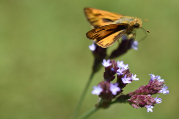 butterfly on a flower