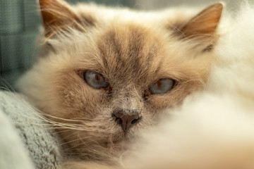 Gato Blanco con ojos azules