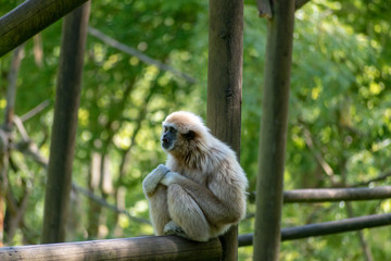 single white-hand gibbon on a stem in the zoo