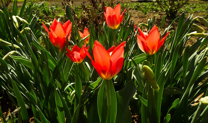 Naklejka premium The first opened tulips in the garden