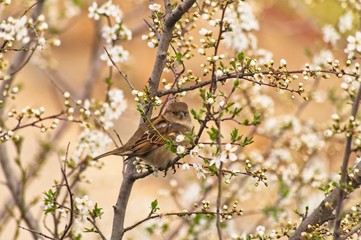 Gorrion (Passer domesticus)