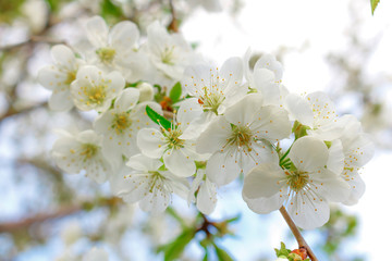 White cherry blossoms on a branch
