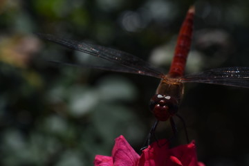 dragonfly on a branch