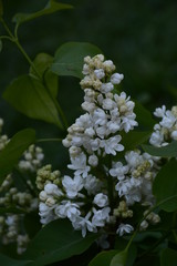 Spring white lilac bush in the open air