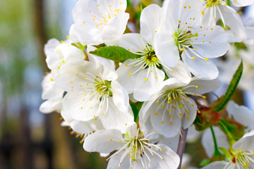 White cherry blossoms on a branch