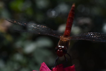 red dragonfly on a branch
