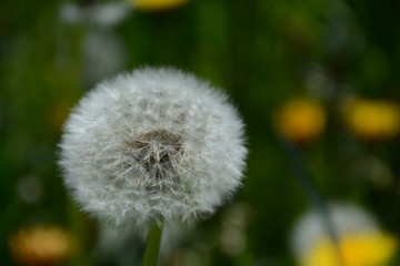 White dandelion on a blurred background of a field with flowers
