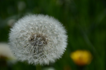 White fluffy dandelion faded in spring