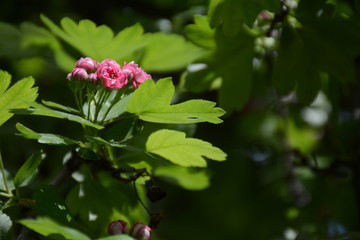 Little pink flowers of pink hawthorn on a green tree