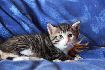 Katzenkind ruht sich aus