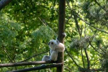 single white-hand gibbon on a stem in the zoo