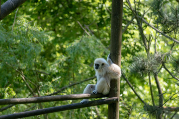 single white-hand gibbon on a stem in the zoo