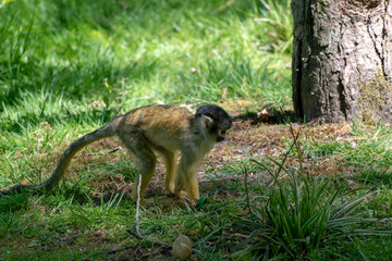 single squirrel monkey on the ground