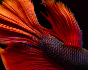 Macro Fish Fin