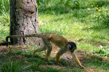 single squirrel monkey on the ground