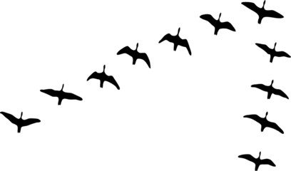 
Black silhouettes of flying birds.