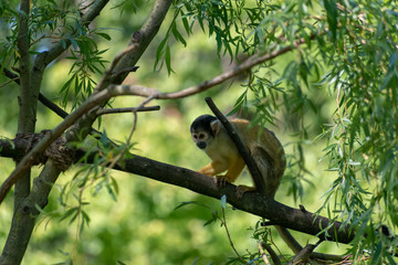 single squirrel monkey on a branch