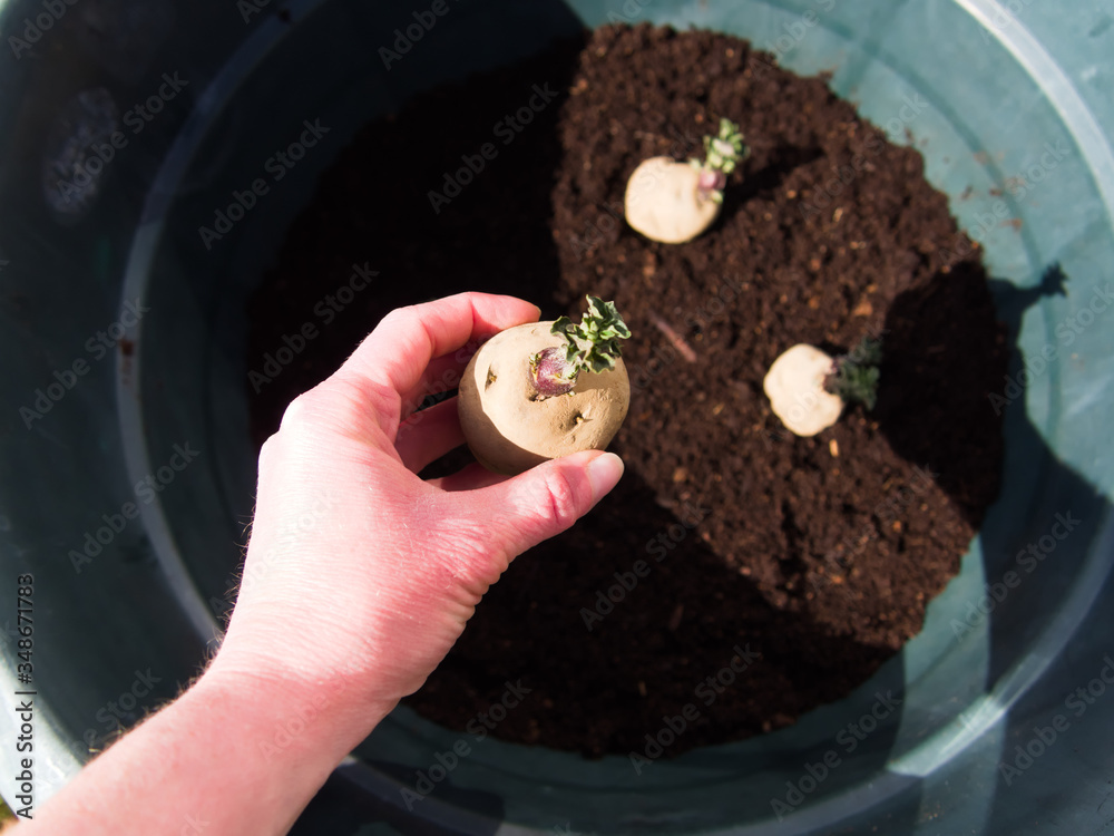 Wall mural setting epicure potatoes in a pot - container gardening