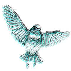 Hand drawn style vector illustration of bird. Isolated on white background