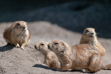 prairie dogs in zoo