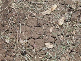 Drying soil from my backyard in early Spring.  