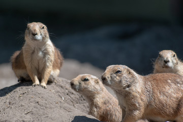 prairie dogs in zoo