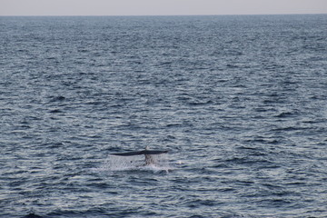 Obraz premium Baleine 