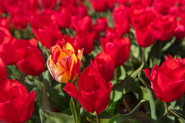 Fototapeta premium Fields full of Dutch tulips
